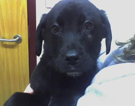 lab australian mix